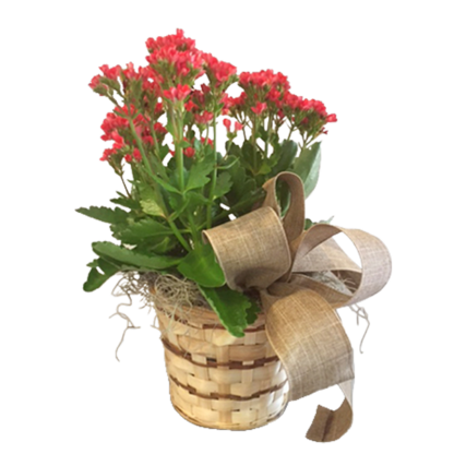 Kalanchoe in a Basket