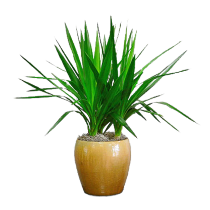 Dracaena