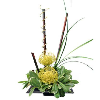 Pincushion Protea