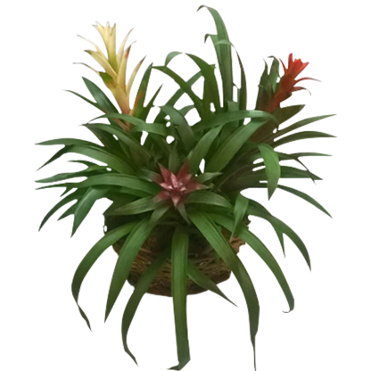 Bromeliad Trio