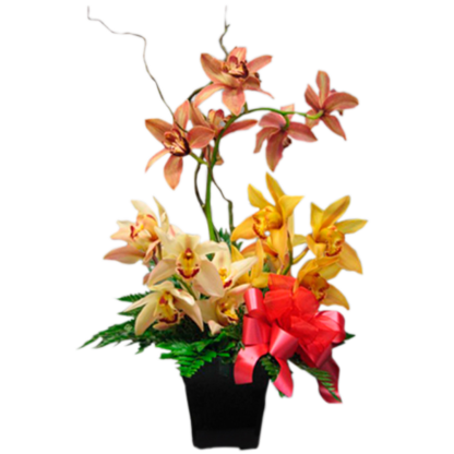 Cymbidium Arrangement