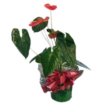 Gift Wrapped Anthurium