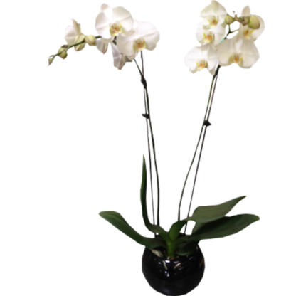 A Phalaenopsis Orchid