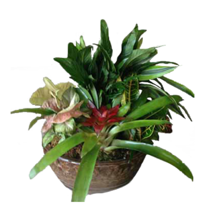 Bromeliad Garden